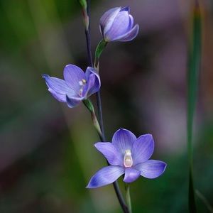 Meet your Posher, Gabrielle